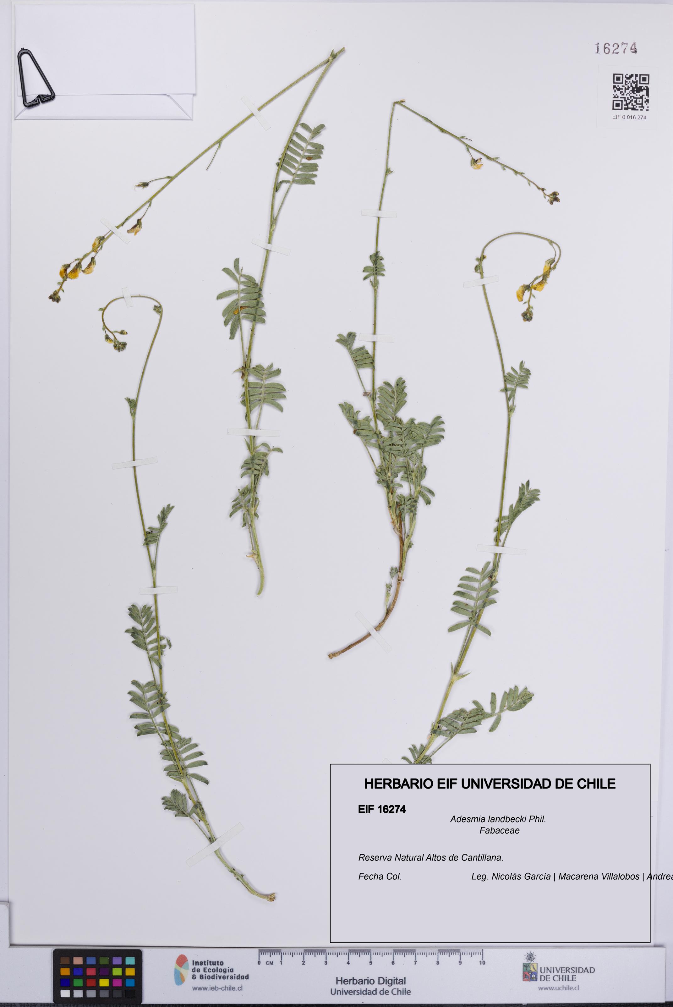 Adesmia landbecki [Espécimen: UCH:EIF:0016274]