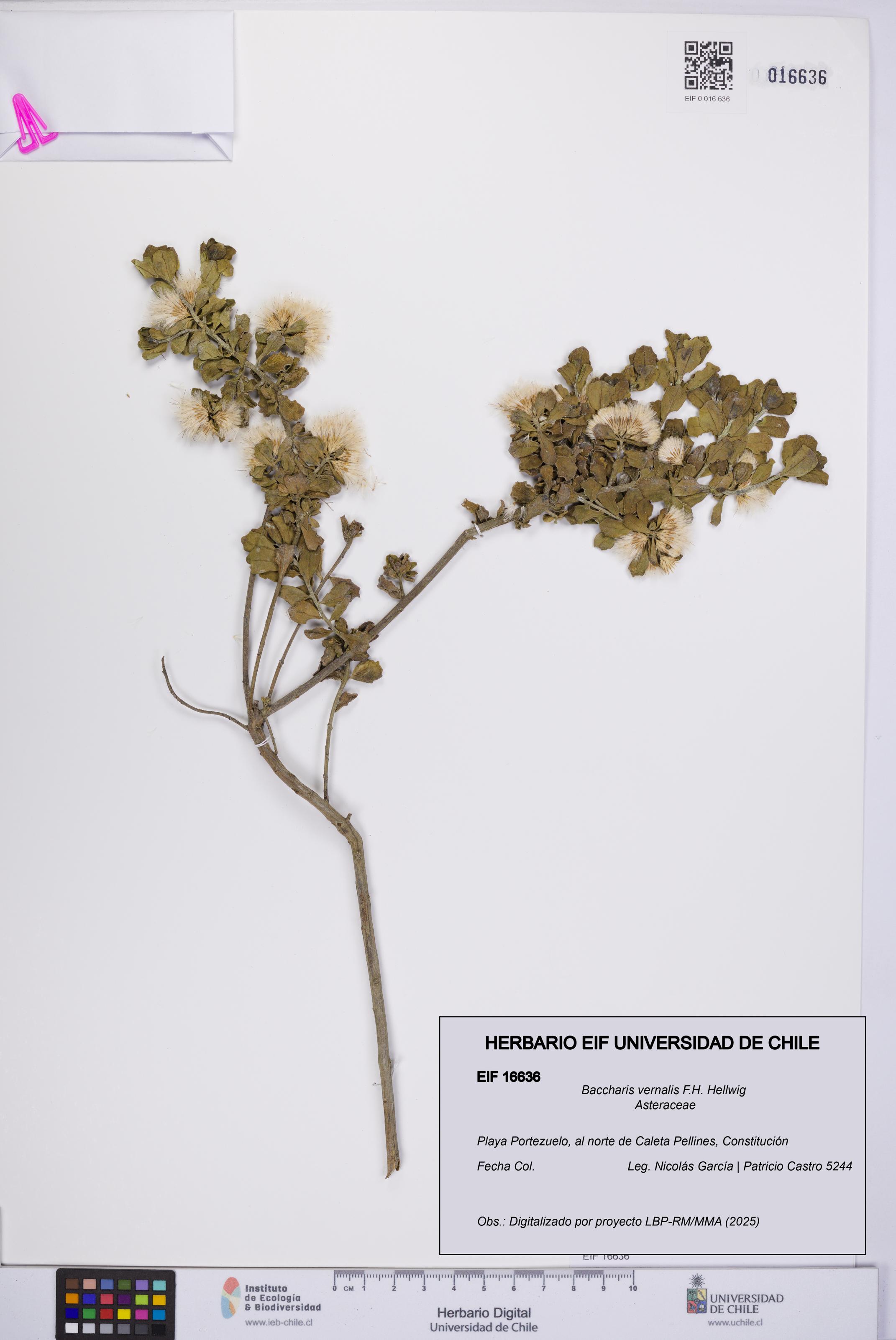 Baccharis vernalis [Espécimen: UCH:EIF:0016636]