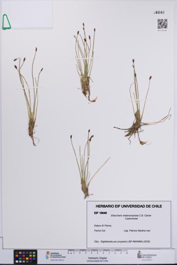 Eleocharis melanomphala [Espécimen: UCH:EIF:0016646]