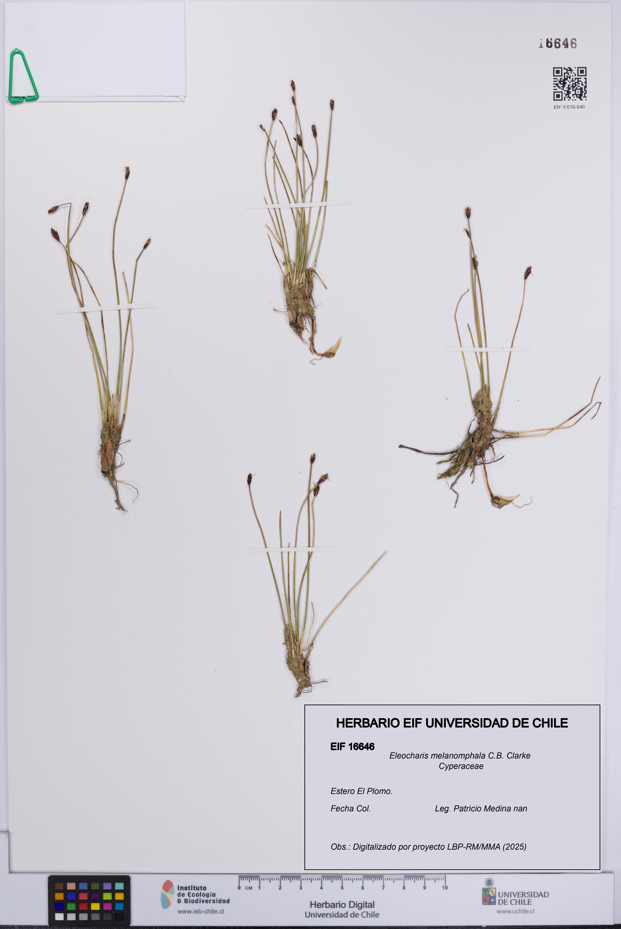 Eleocharis melanomphala [Espécimen: UCH:EIF:0016646]