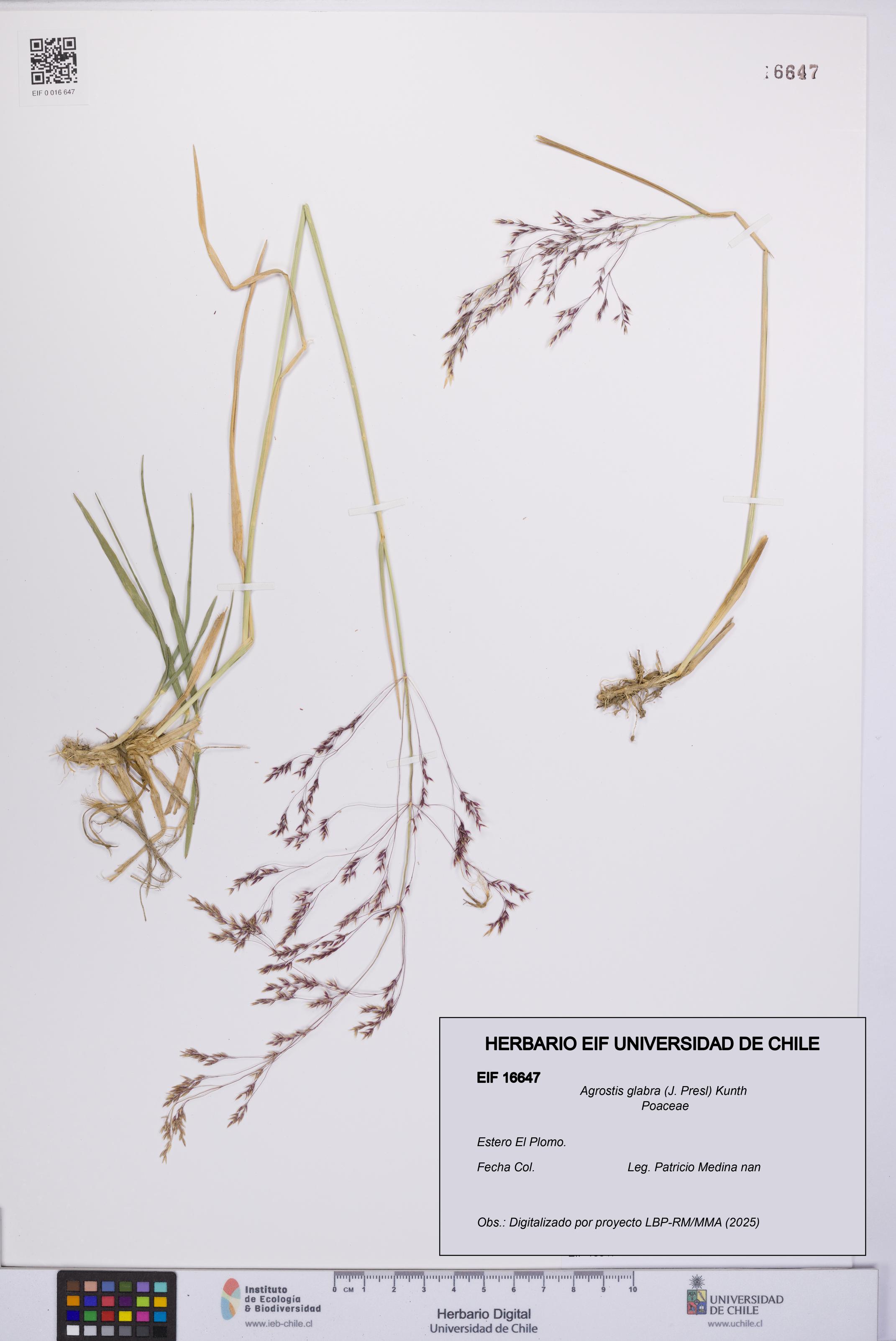 Agrostis glabra [Espécimen: UCH:EIF:0016647]
