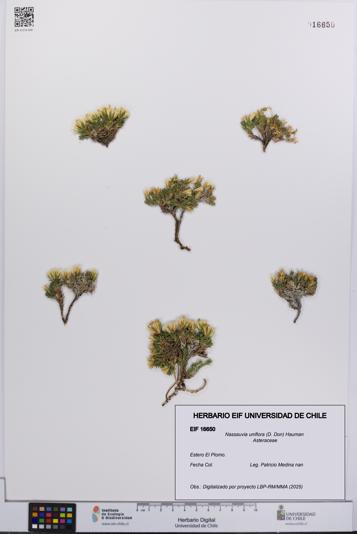 Nassauvia uniflora [Espécimen: UCH:EIF:0016650]