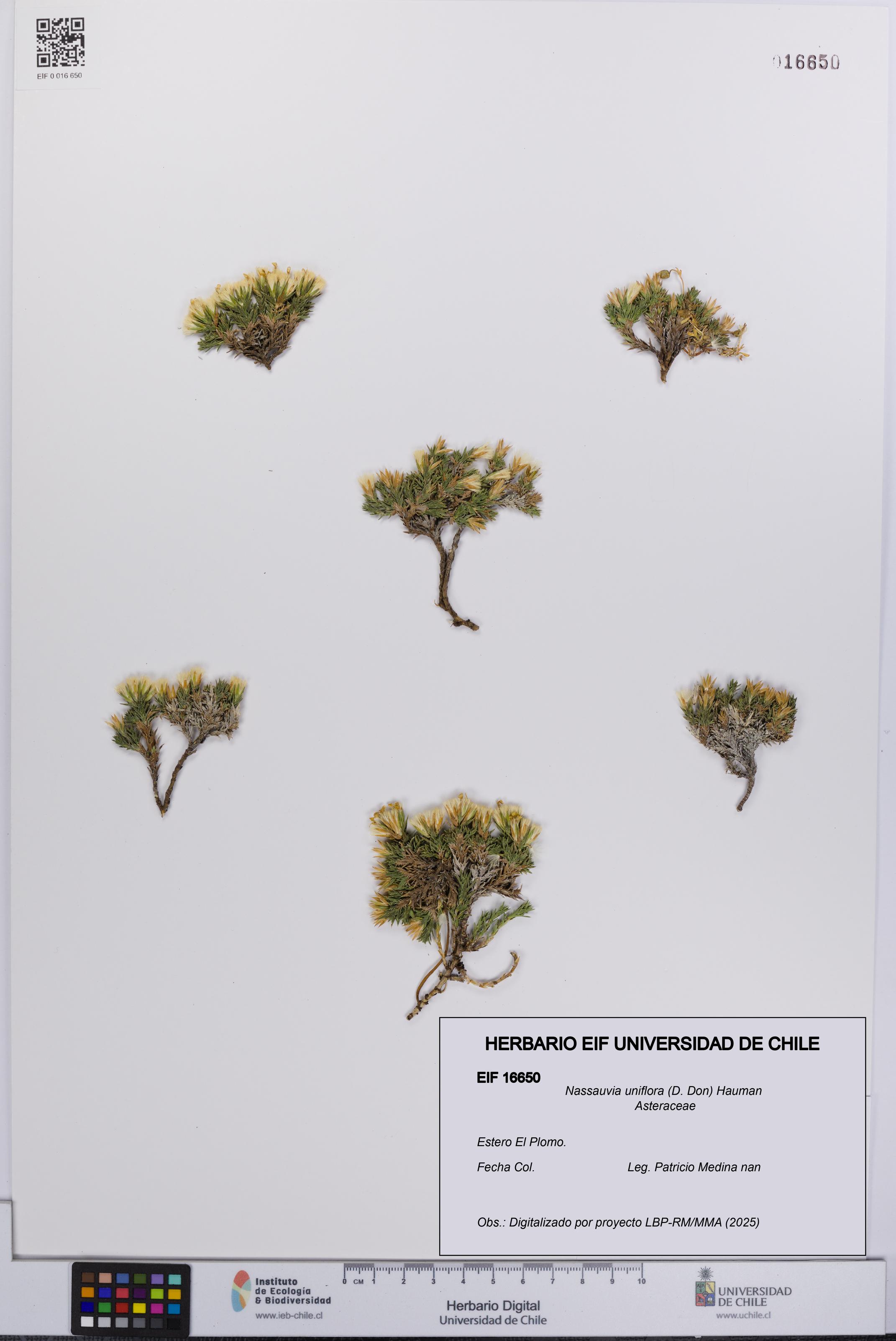 Nassauvia uniflora [Espécimen: UCH:EIF:0016650]