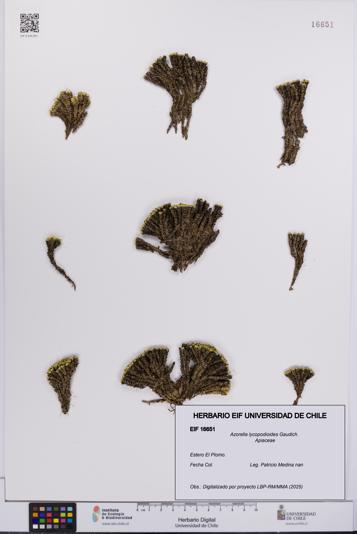 Azorella lycopodioides [Espécimen: UCH:EIF:0016651]