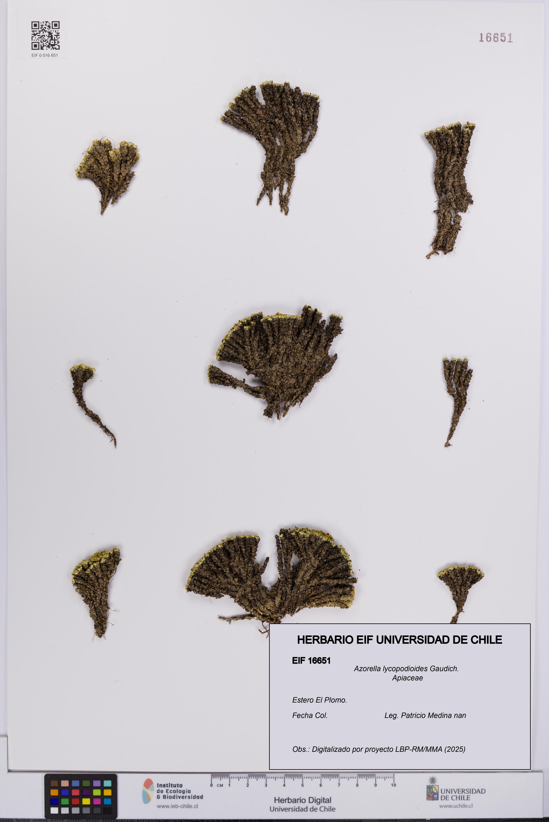 Azorella lycopodioides [Espécimen: UCH:EIF:0016651]