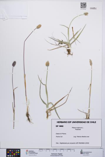 Phleum alpinum [Espécimen: UCH:EIF:0016652]