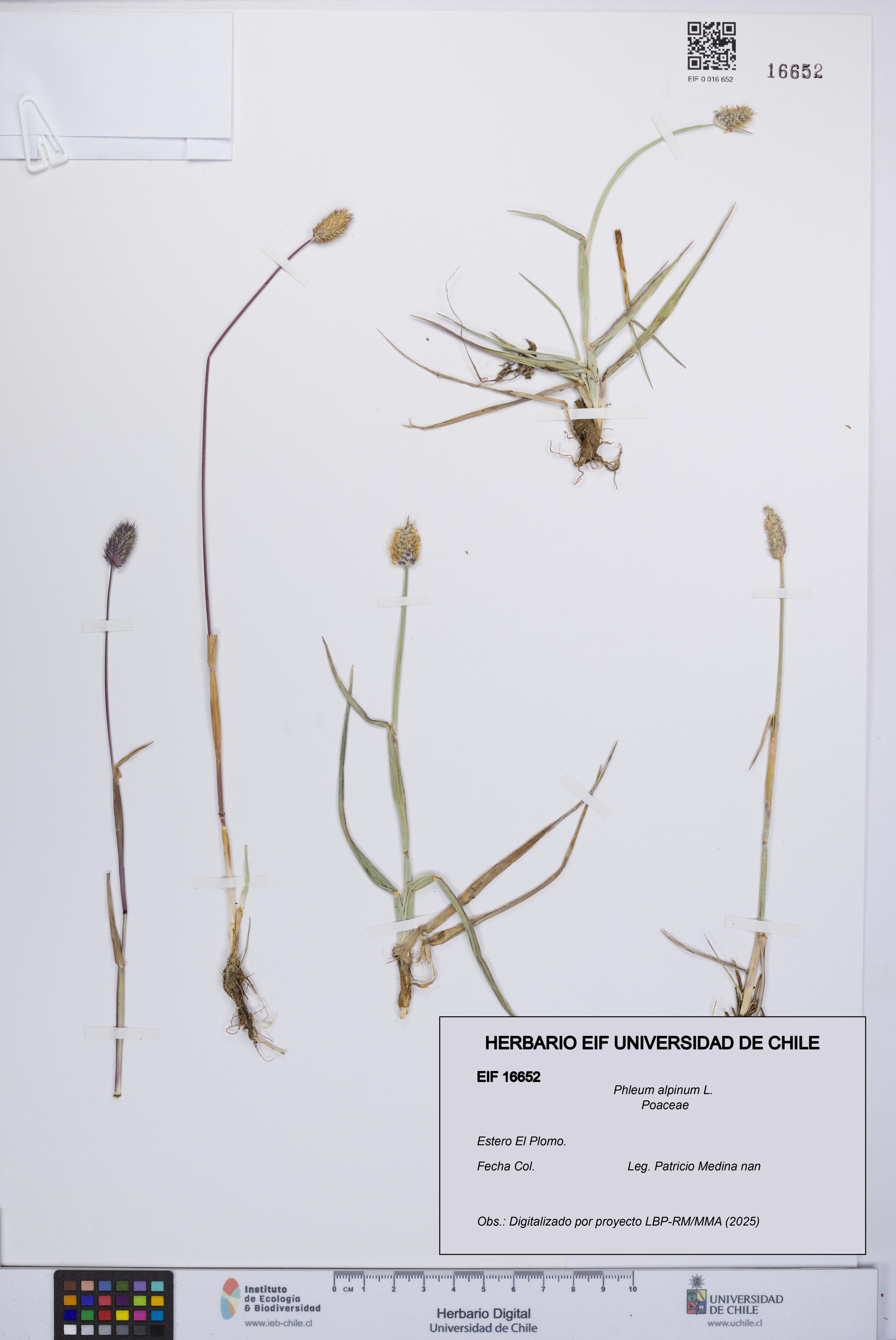 Phleum alpinum [Espécimen: UCH:EIF:0016652]