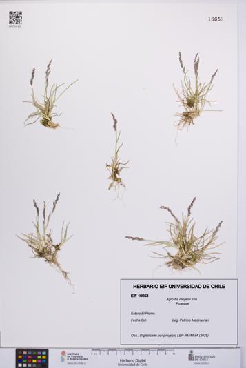 Agrostis meyenii [Espécimen: UCH:EIF:0016653]