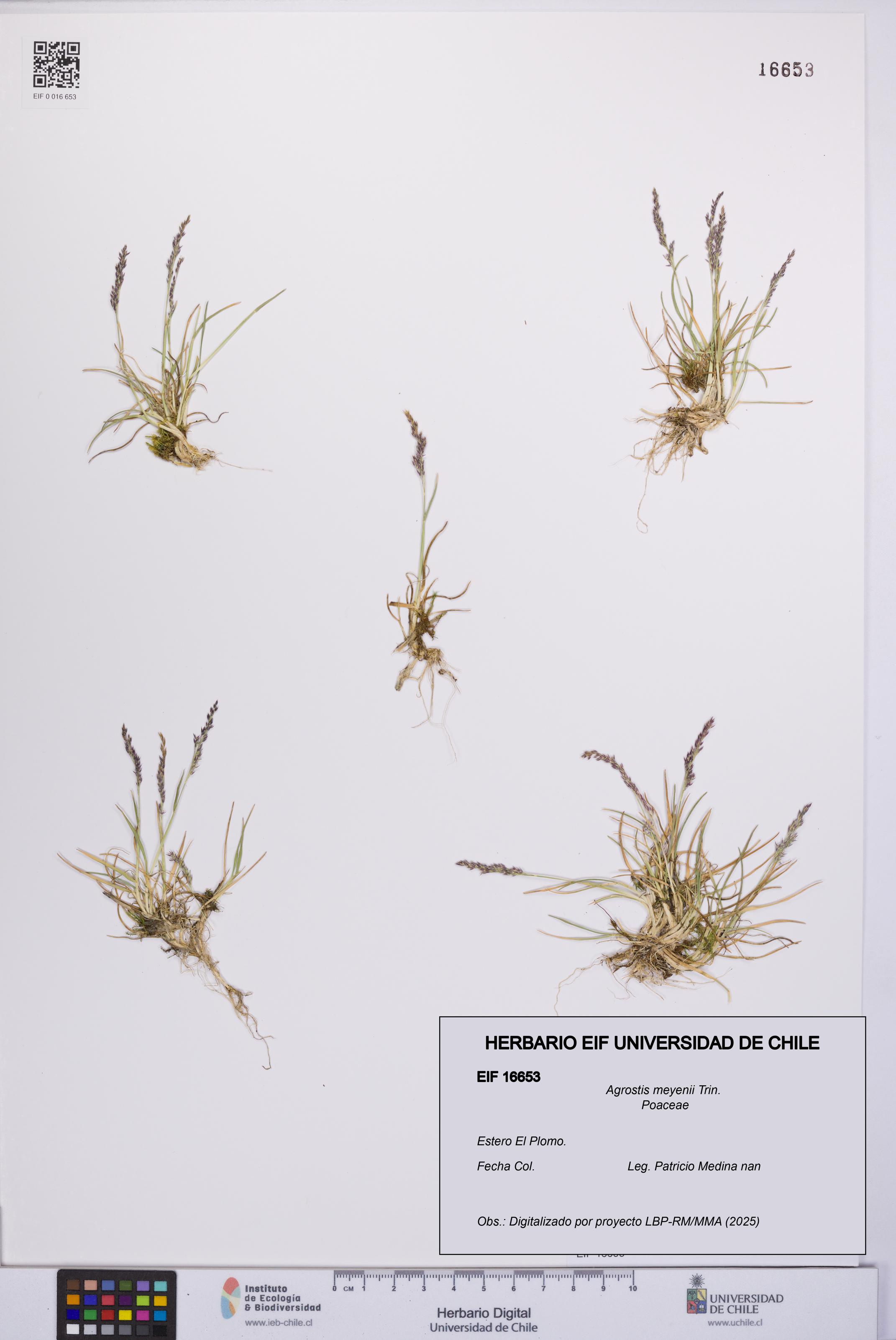 Agrostis meyenii [Espécimen: UCH:EIF:0016653]