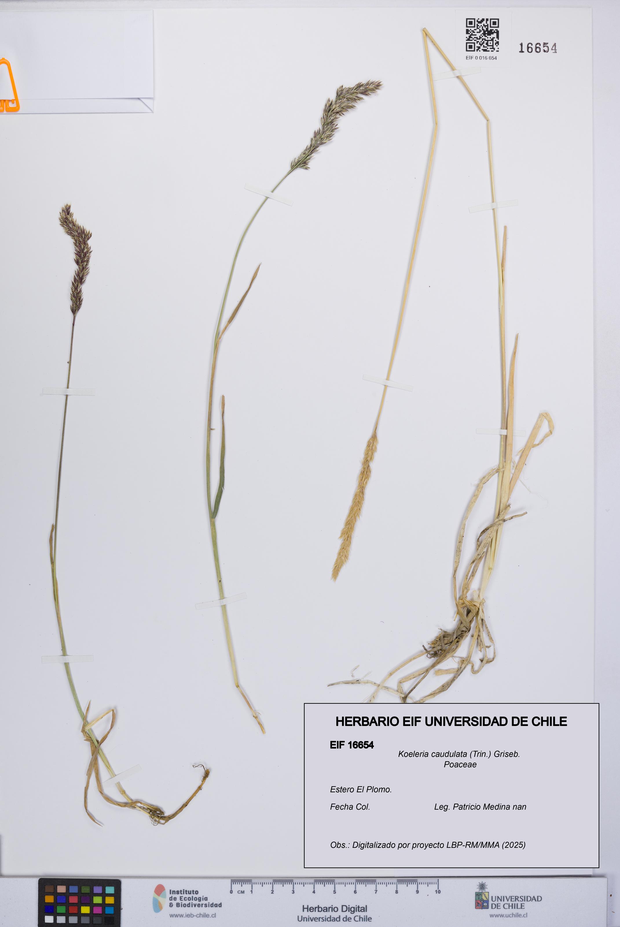 Koeleria caudulata [Espécimen: UCH:EIF:0016654]