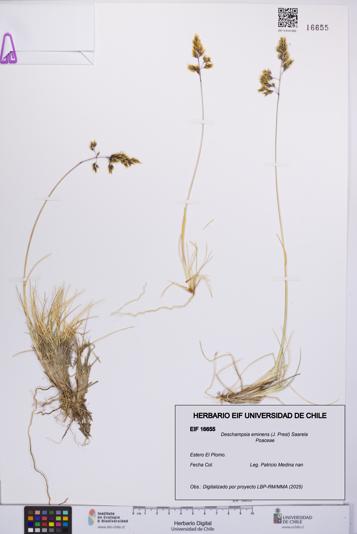Deschampsia eminens [Espécimen: UCH:EIF:0016655]
