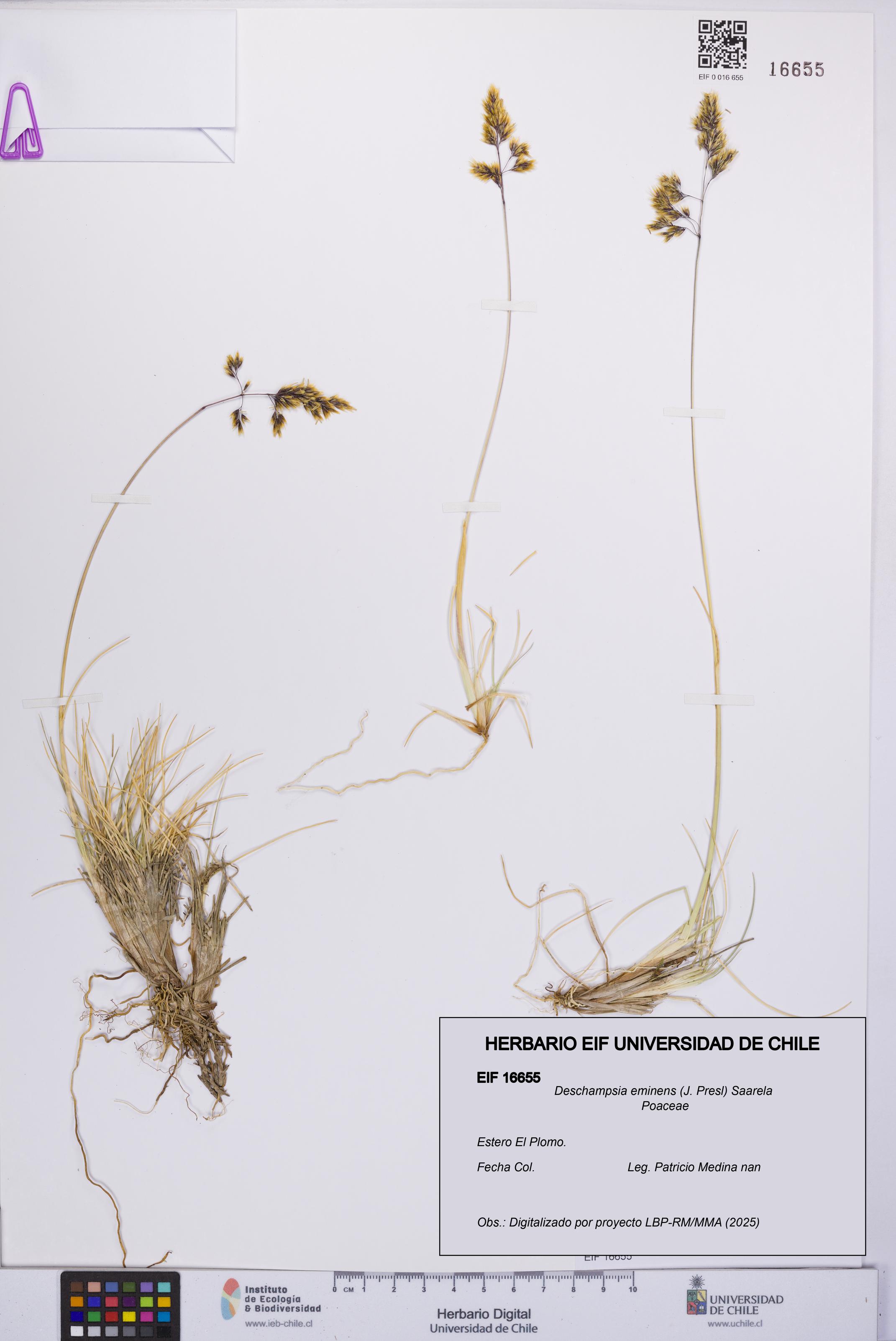 Deschampsia eminens [Espécimen: UCH:EIF:0016655]
