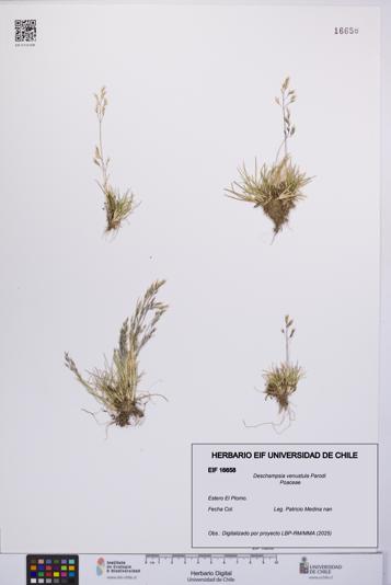 Deschampsia venustula [Espécimen: UCH:EIF:0016658]