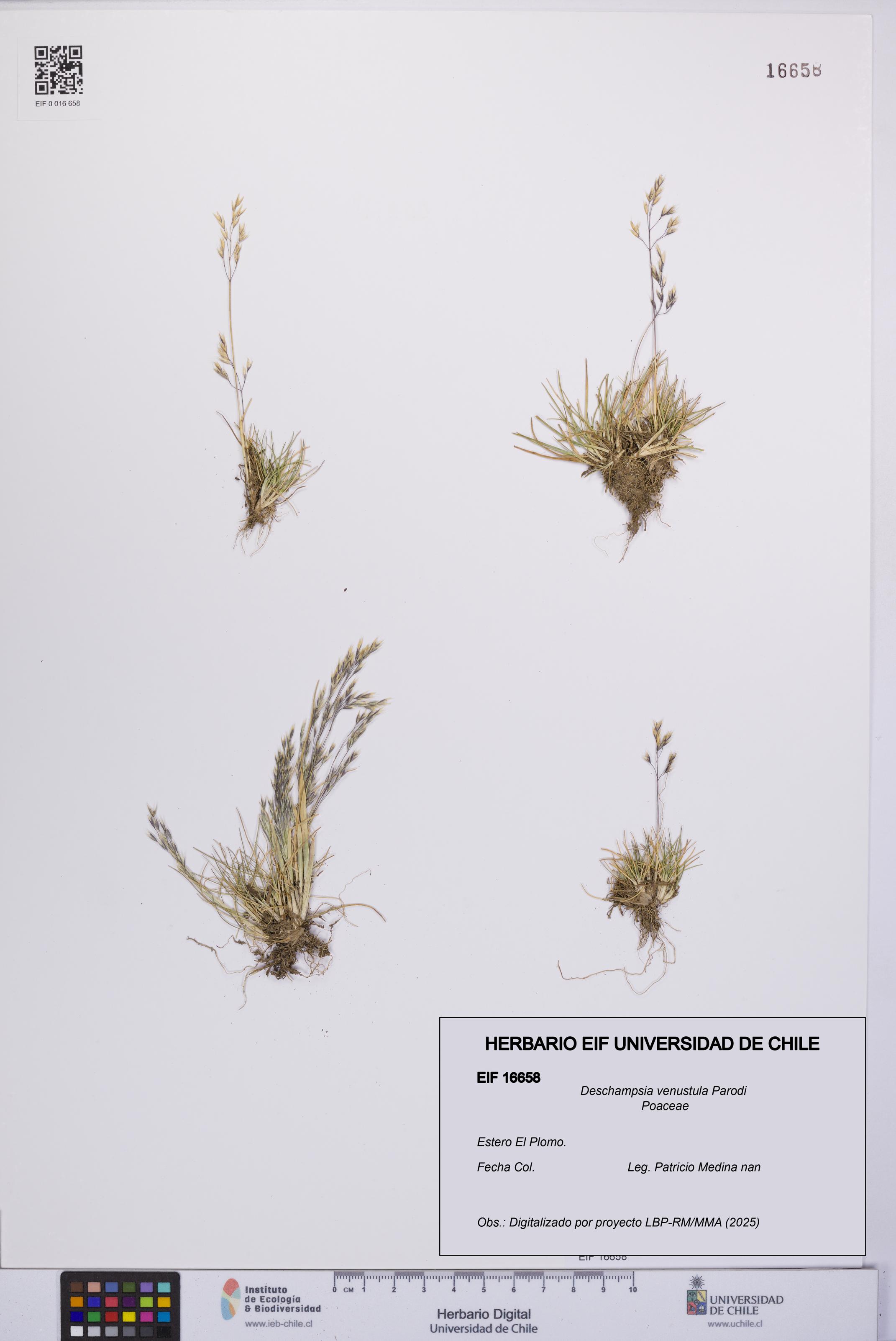 Deschampsia venustula [Espécimen: UCH:EIF:0016658]