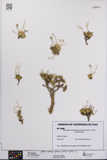 Stenodraba colchaguensis [Espécimen: UCH:EIF:0016659]