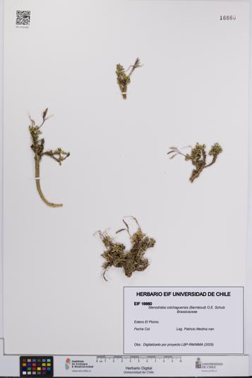 Stenodraba colchaguensis [Espécimen: UCH:EIF:0016660]