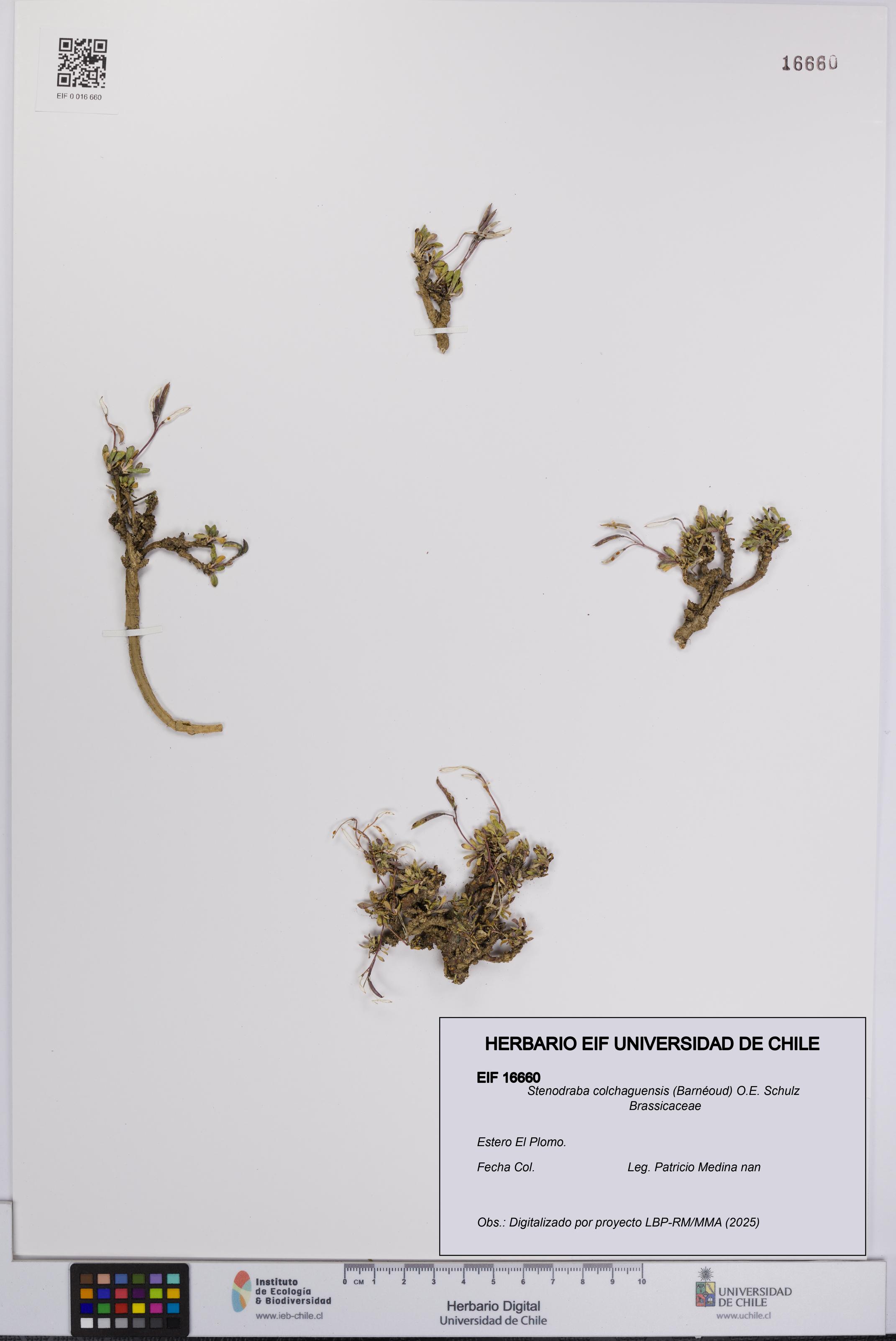 Stenodraba colchaguensis [Espécimen: UCH:EIF:0016660]