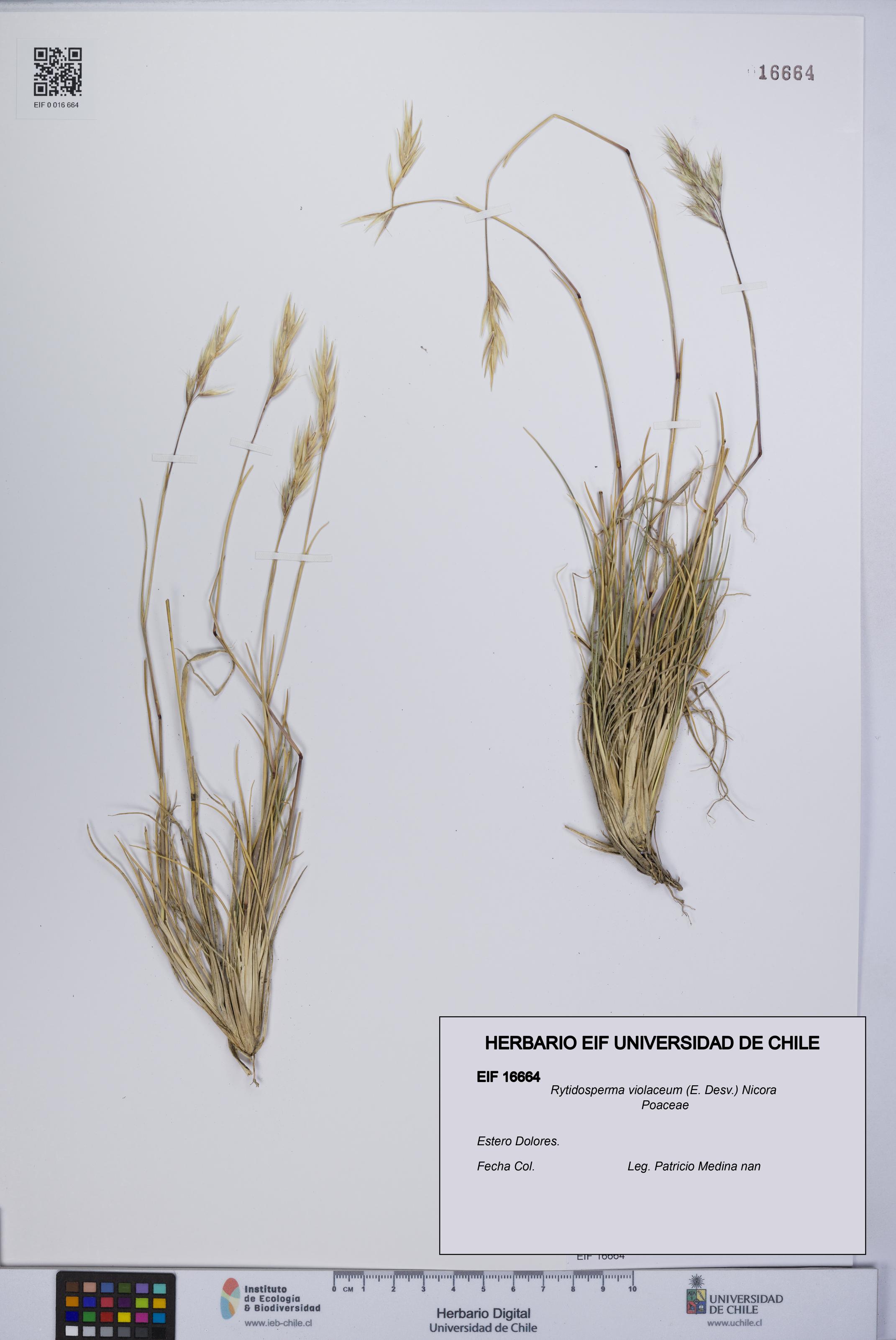Rytidosperma violaceum [Espécimen: UCH:EIF:0016664]
