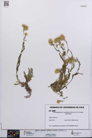 Pseudognaphalium cymatoides [Espécimen: UCH:EIF:0016665]