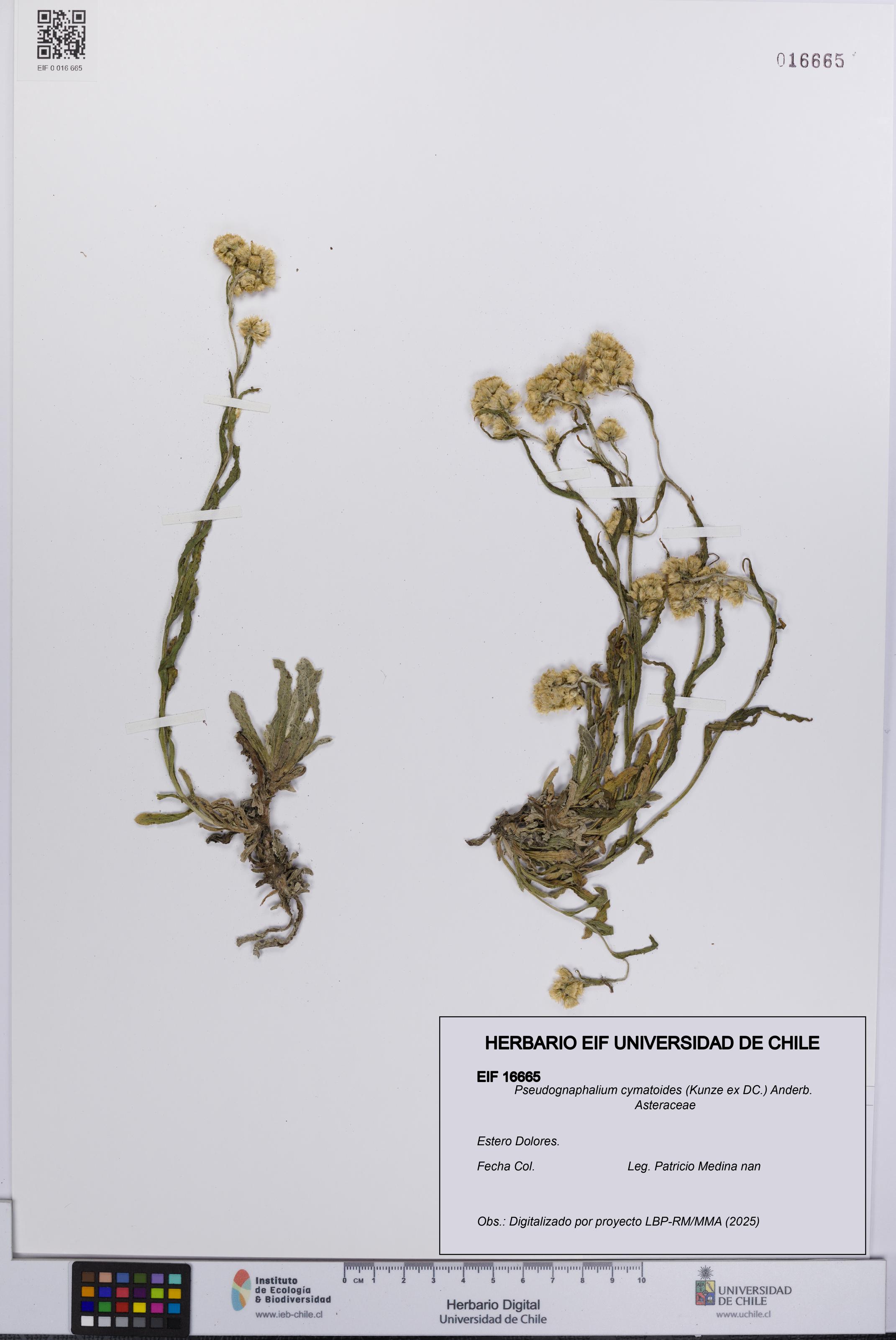 Pseudognaphalium cymatoides [Espécimen: UCH:EIF:0016665]