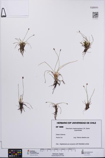 Eleocharis melanomphala [Espécimen: UCH:EIF:0016666]