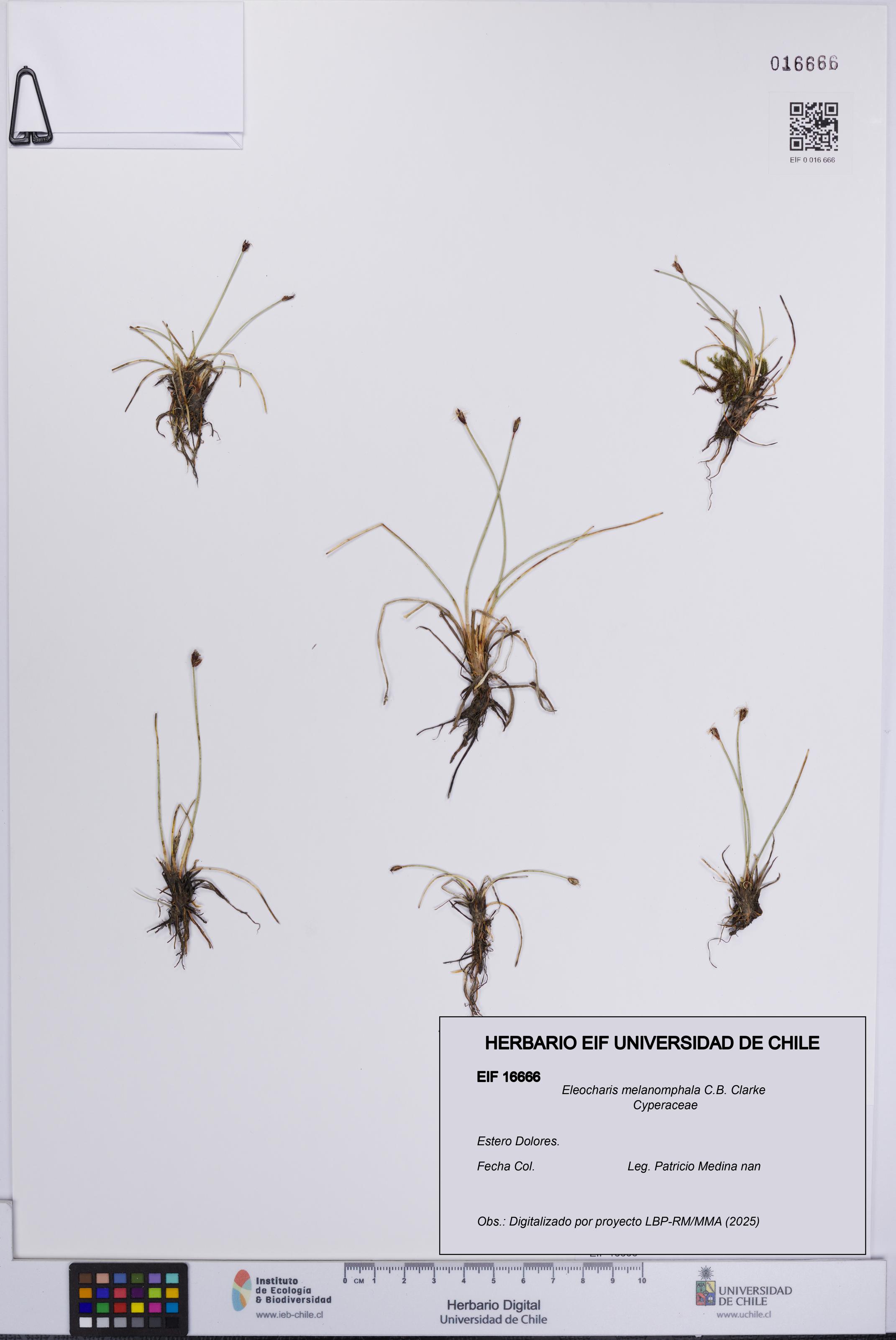 Eleocharis melanomphala [Espécimen: UCH:EIF:0016666]