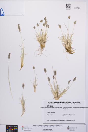 Cinnagrostis velutina var. velutina [Espécimen: UCH:EIF:0016668]