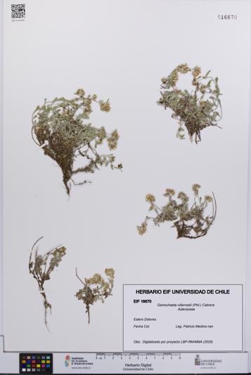 Gamochaeta villarroelii [Espécimen: UCH:EIF:0016670]