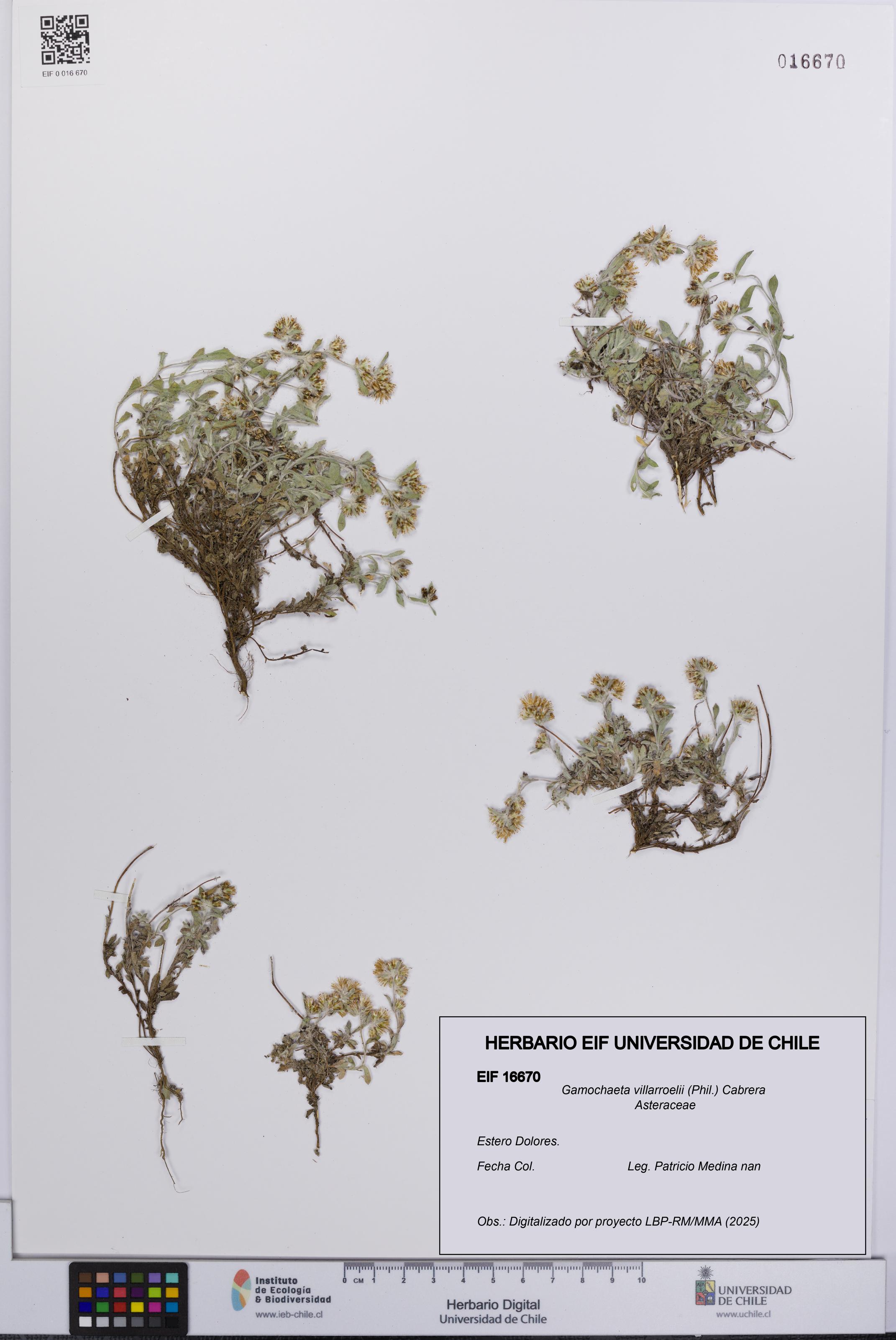 Gamochaeta villarroelii [Espécimen: UCH:EIF:0016670]