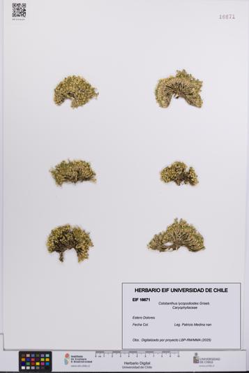 Colobanthus lycopodioides [Espécimen: UCH:EIF:0016671]