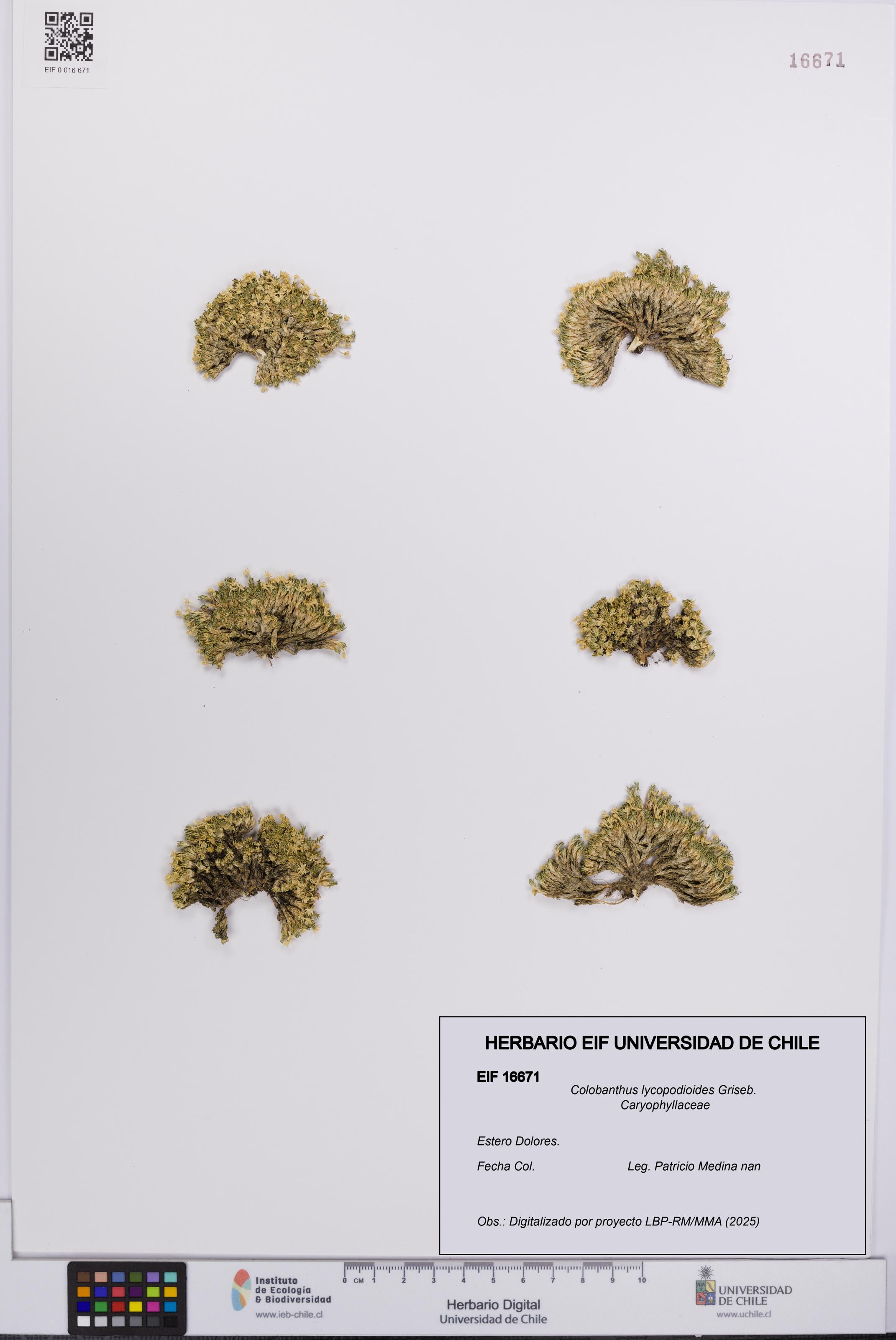 Colobanthus lycopodioides [Espécimen: UCH:EIF:0016671]