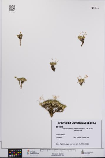 Stenodraba imbricatifolia [Espécimen: UCH:EIF:0016672]