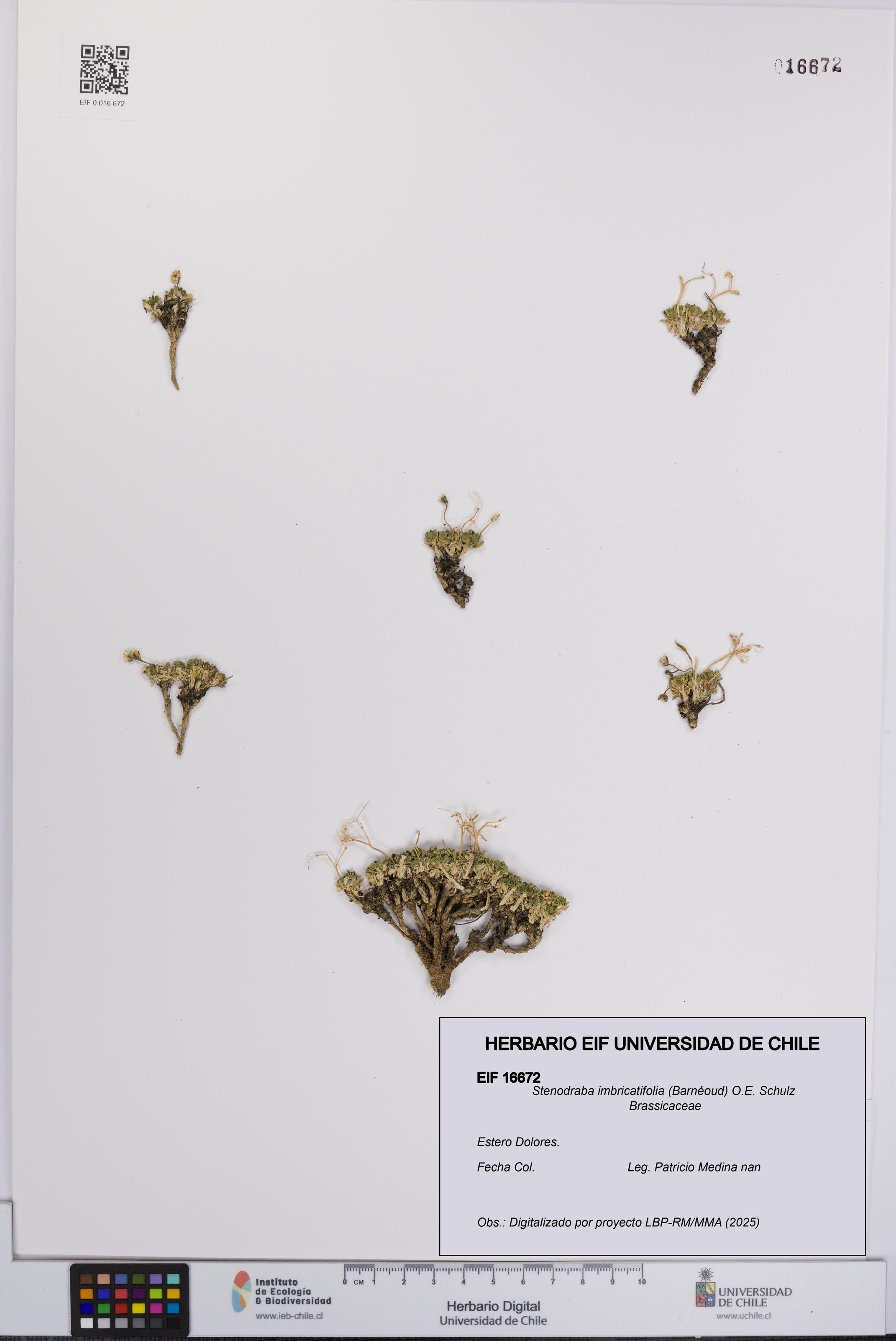Stenodraba imbricatifolia [Espécimen: UCH:EIF:0016672]