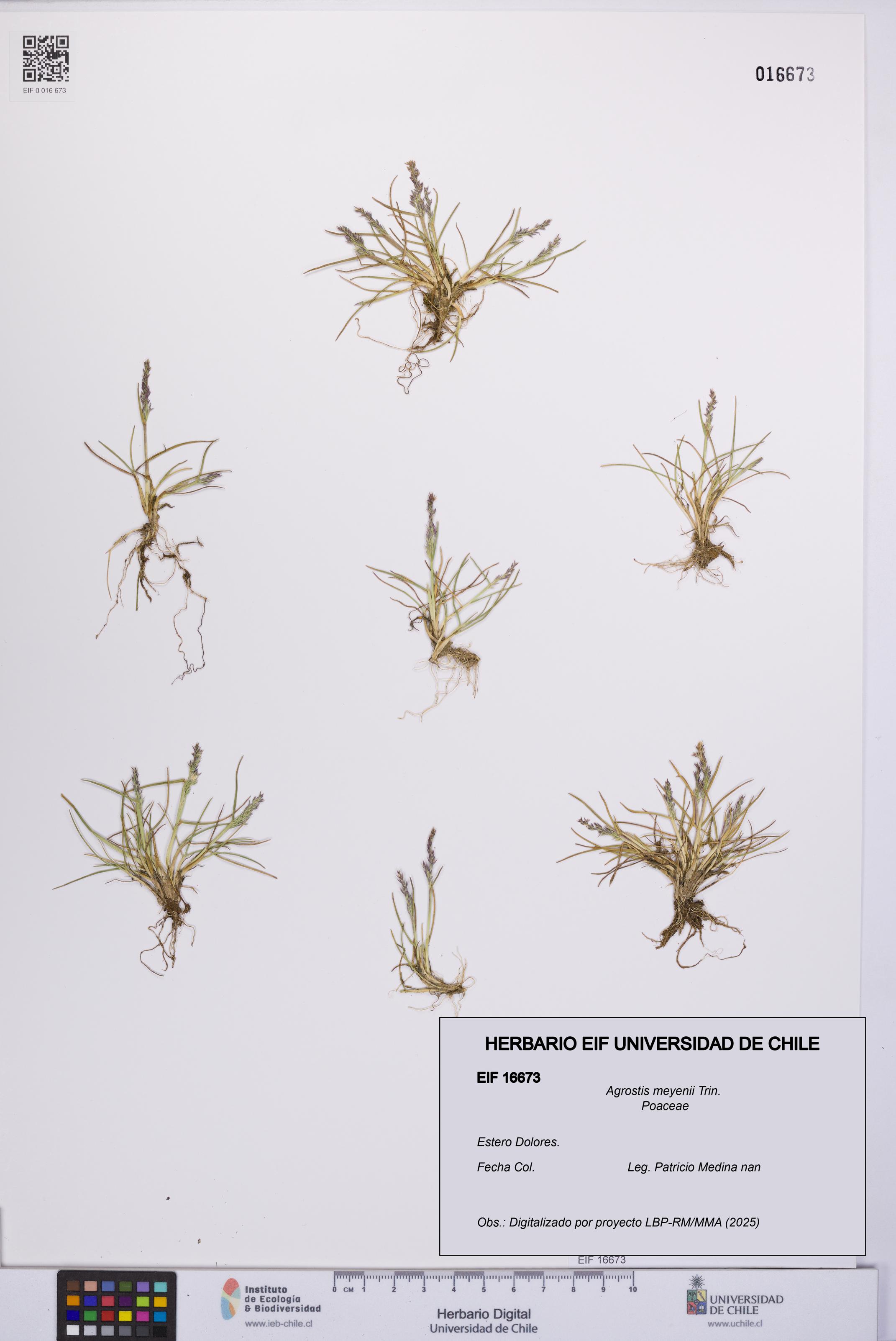 Agrostis meyenii [Espécimen: UCH:EIF:0016673]
