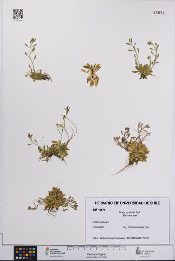 Draba pusilla [Espécimen: UCH:EIF:0016674]