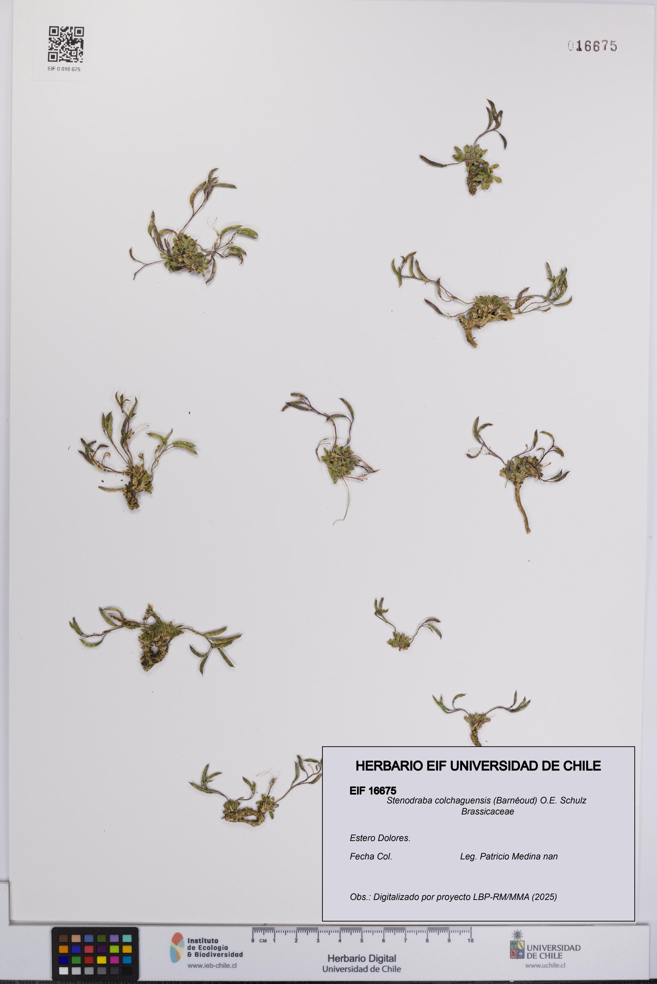 Stenodraba colchaguensis [Espécimen: UCH:EIF:0016675]