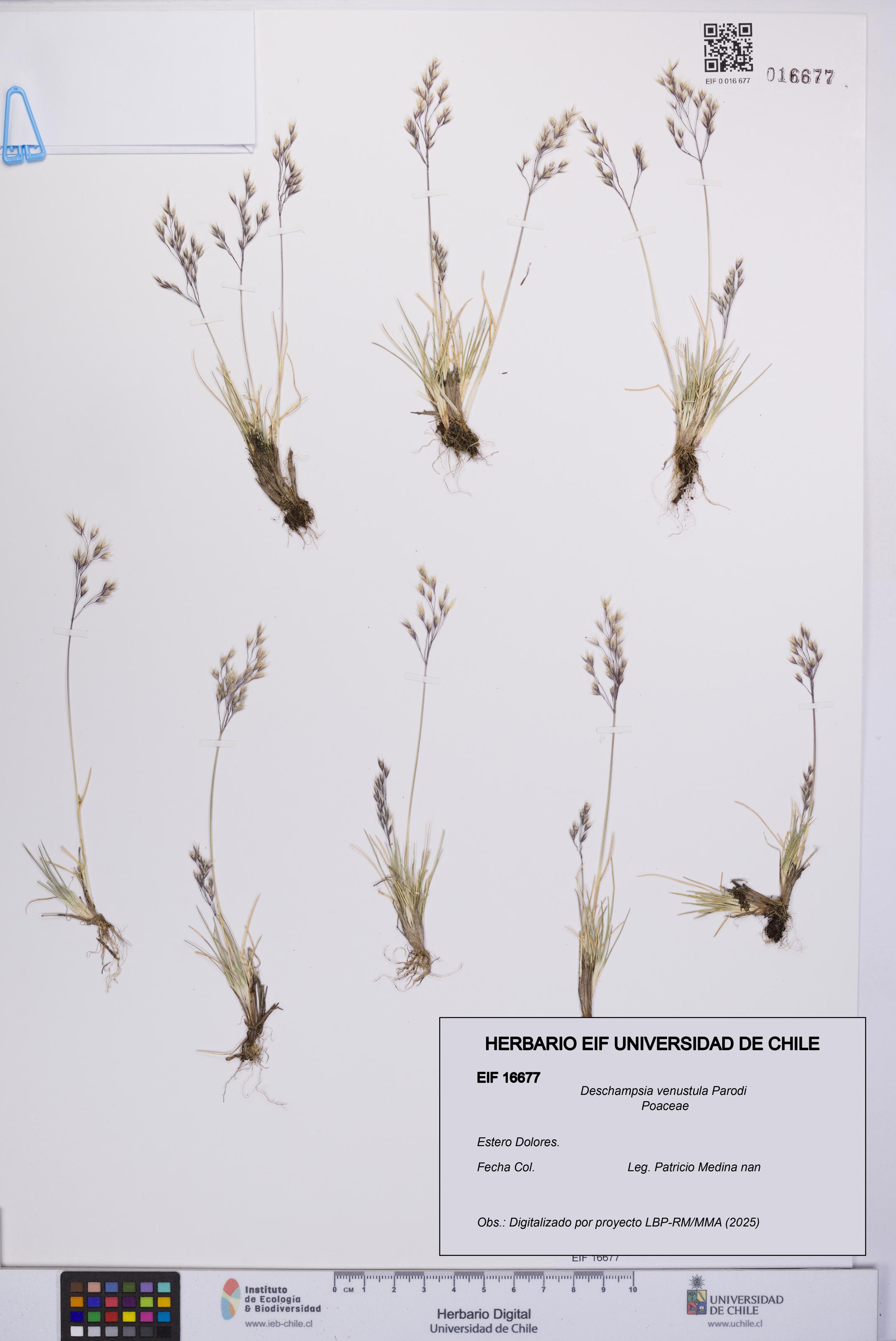 Deschampsia venustula [Espécimen: UCH:EIF:0016677]