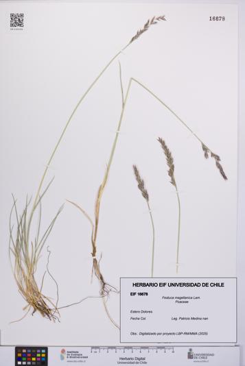 Festuca magellanica [Espécimen: UCH:EIF:0016678]