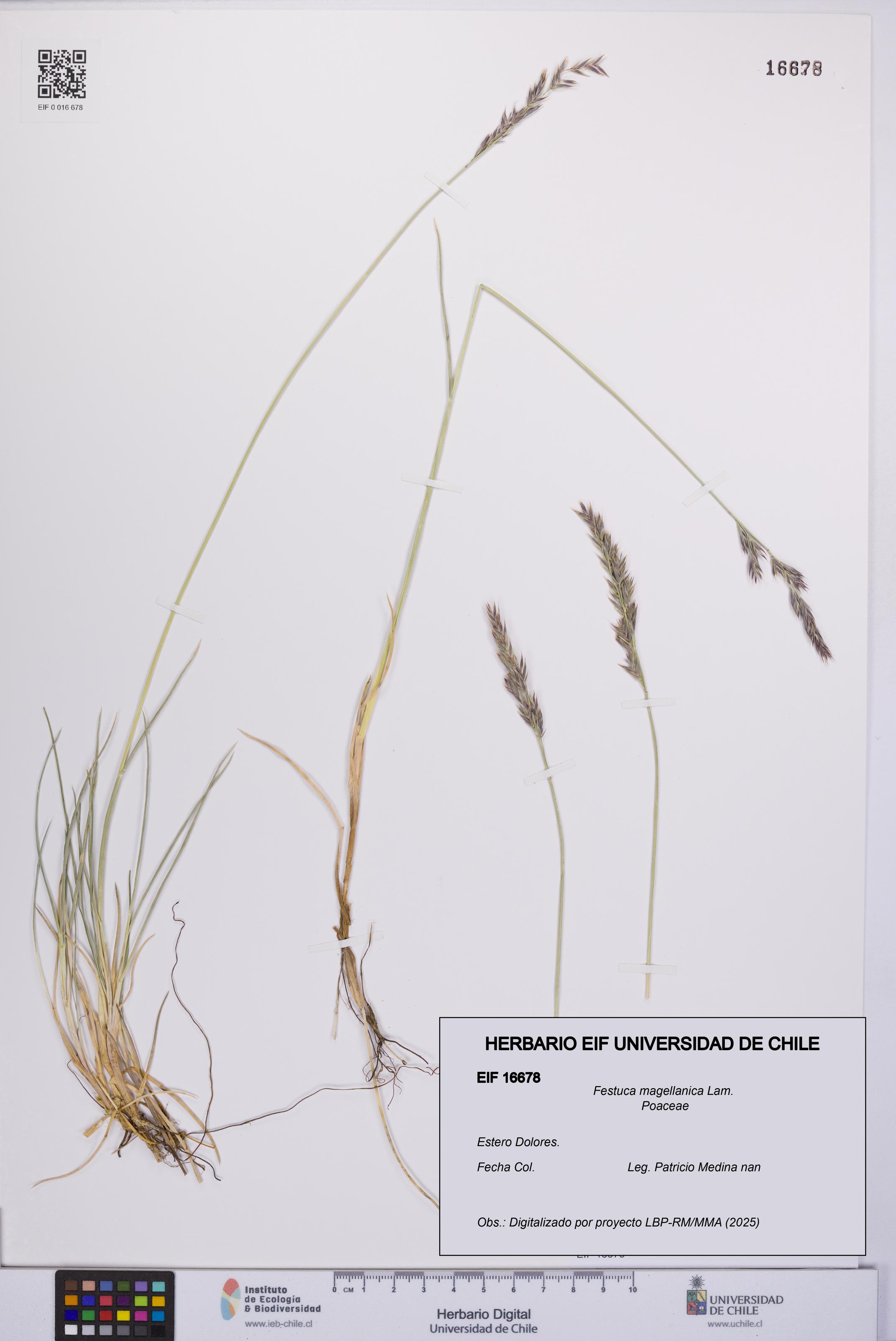 Festuca magellanica [Espécimen: UCH:EIF:0016678]