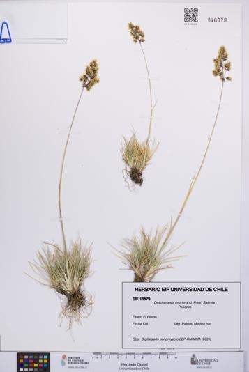 Deschampsia eminens [Espécimen: UCH:EIF:0016679]