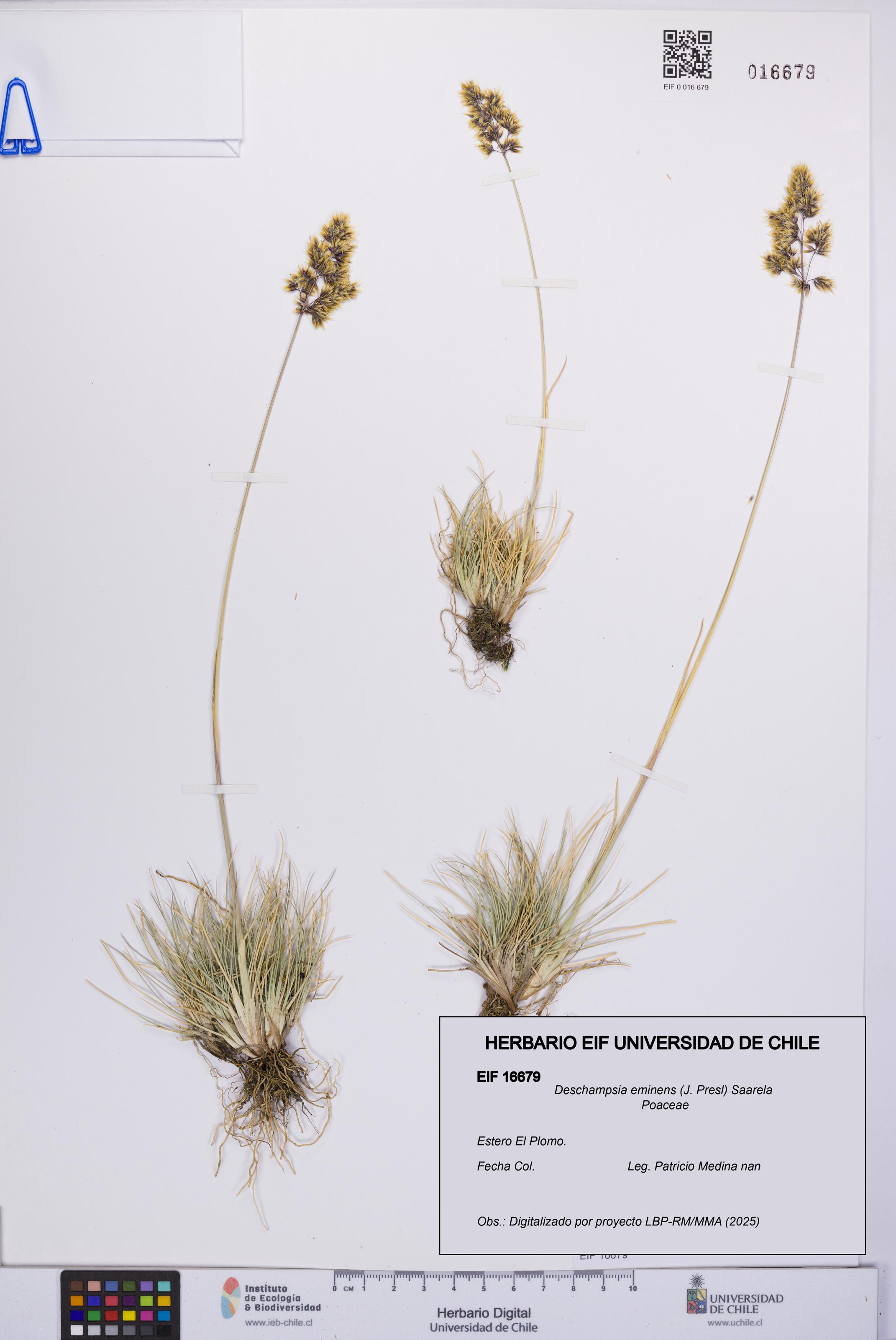 Deschampsia eminens [Espécimen: UCH:EIF:0016679]