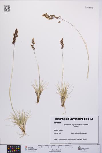 Deschampsia eminens [Espécimen: UCH:EIF:0016680]