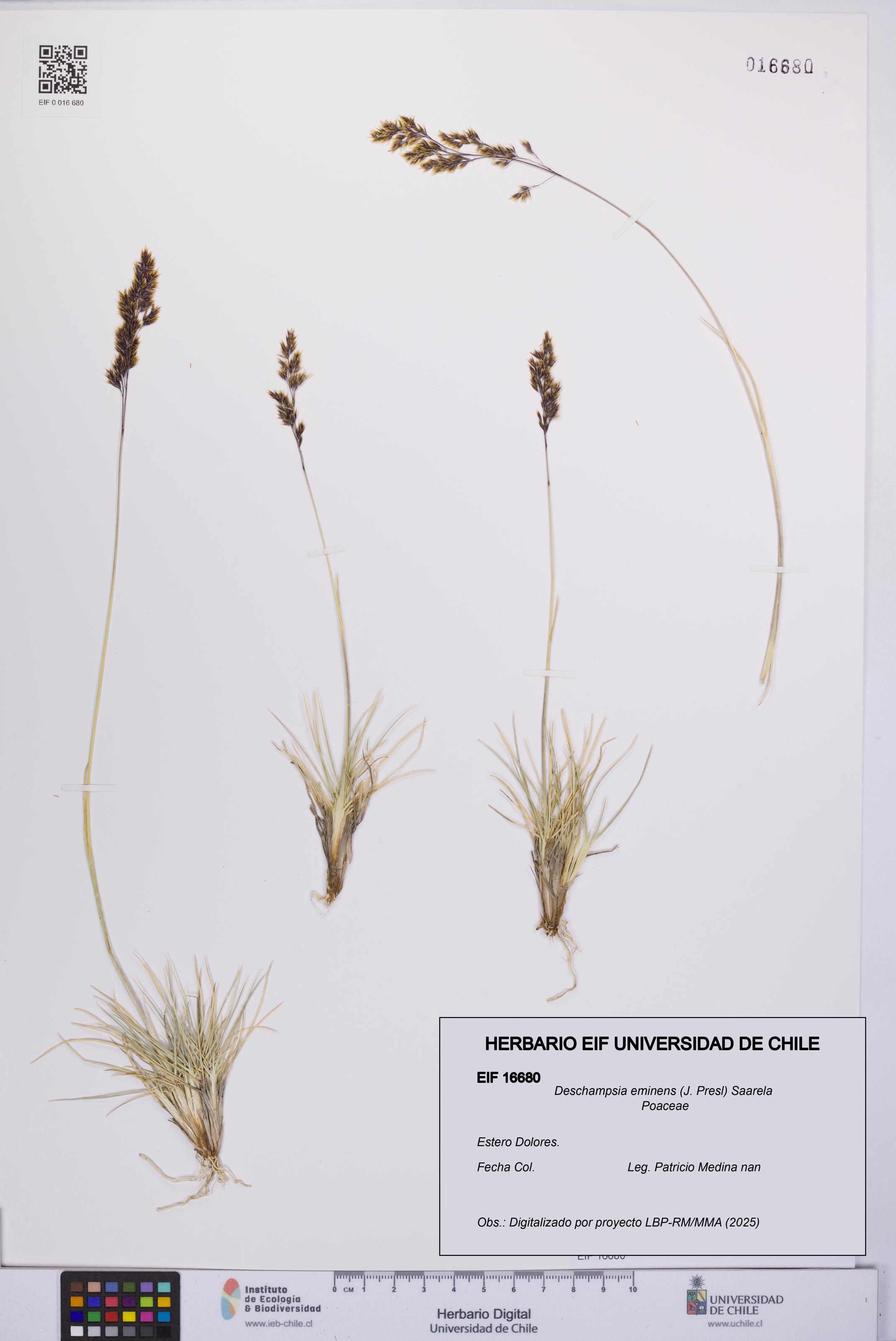 Deschampsia eminens [Espécimen: UCH:EIF:0016680]