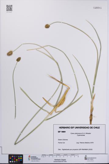 Carex pleioneura [Espécimen: UCH:EIF:0016681]
