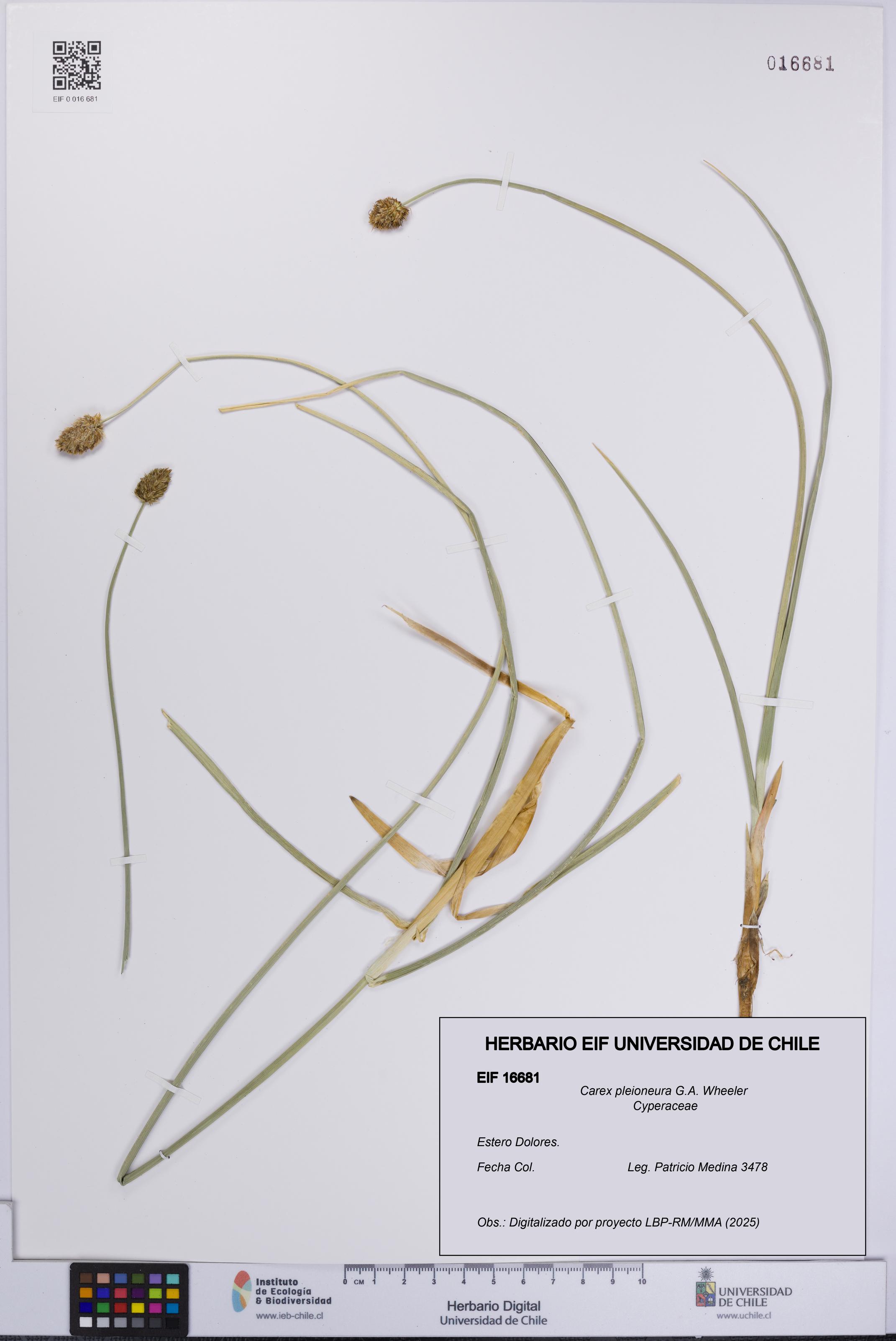 Carex pleioneura [Espécimen: UCH:EIF:0016681]