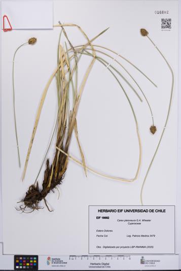 Carex pleioneura [Espécimen: UCH:EIF:0016682]
