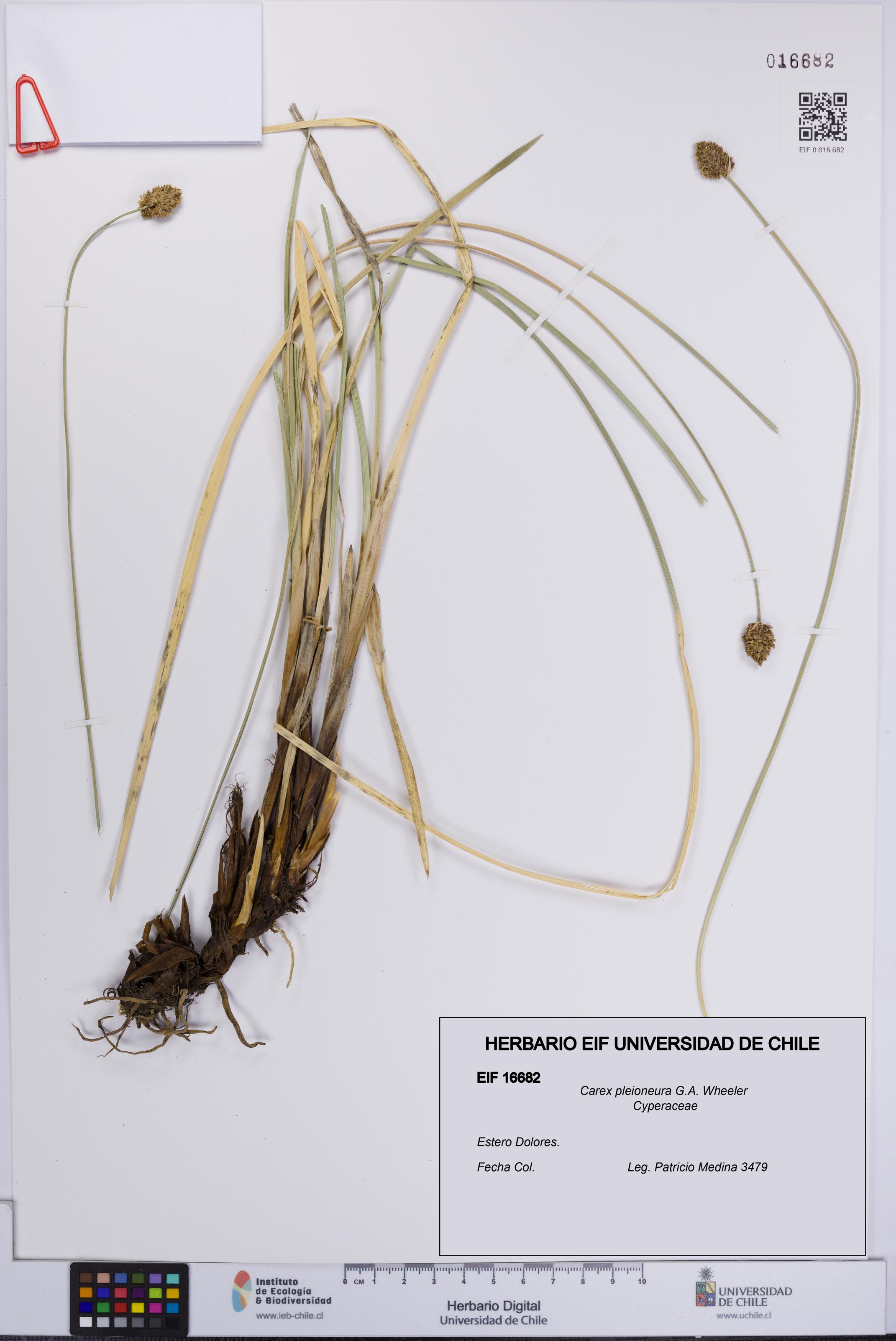 Carex pleioneura [Espécimen: UCH:EIF:0016682]
