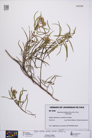 Baccharis salicifolia [Espécimen: UCH:EIF:0016740]