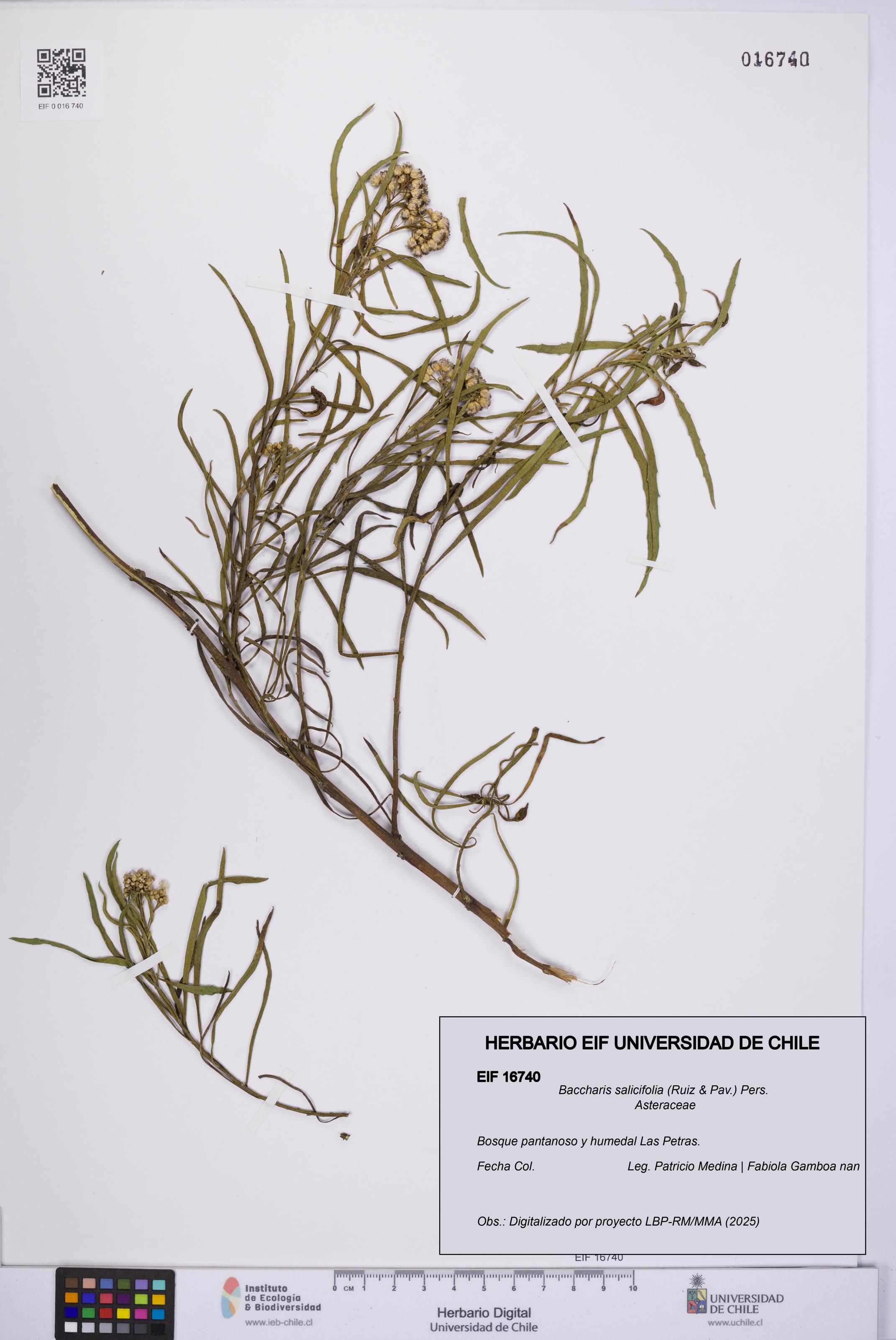 Baccharis salicifolia [Espécimen: UCH:EIF:0016740]
