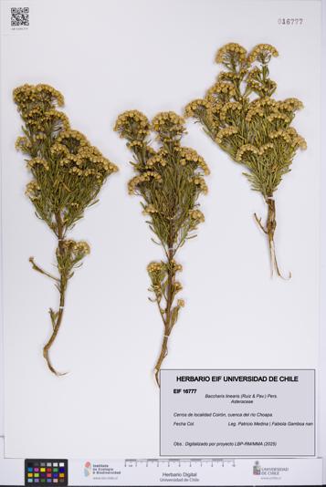 Baccharis linearis [Espécimen: UCH:EIF:0016777]